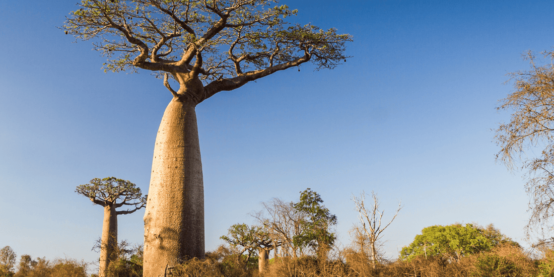 Baobab - der Affenbrotbaum